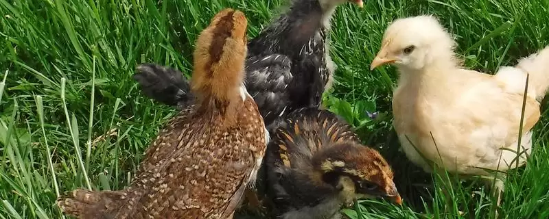 把握小鸡饲养要点的方法和重点?养鸡要做好哪些幼鸡喂养规划?-会东网