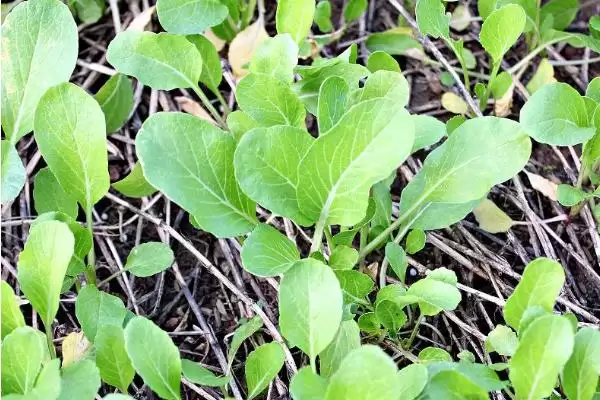 图片[3]-芥蓝的种植技术 ,种植芥蓝需要哪些技术要点-会东网