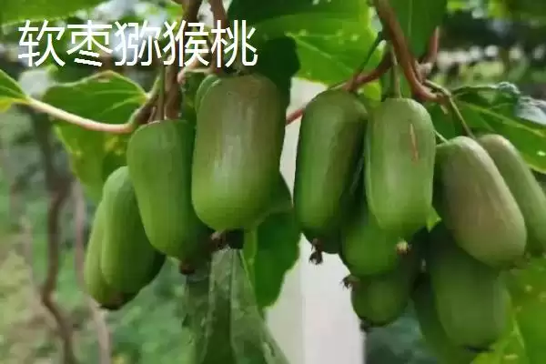 图片[5]-了解我国大陆地区最贵水果的方法和重点？认识大陆最贵水果要做好哪些细节？-会东网