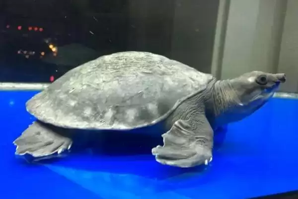 了解猪鼻龟干养时长的方法和重点？养猪场生态搭配与其他生物养殖细节？插图1