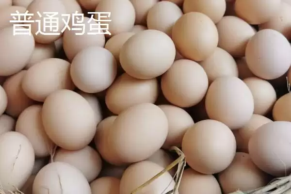 判断鸡蛋是否变质的方法和重点?养鸡要做好哪些蛋类品质把控?插图5 判断鸡蛋是否变质的方法和重点?养鸡要做好哪些蛋类品质把控?插图5