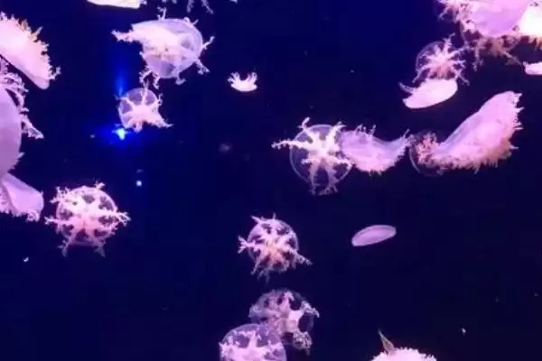 图片[4]-水母常见的品种？认识水母常见品种要了解哪些关键的物种分类和特性？-会东网