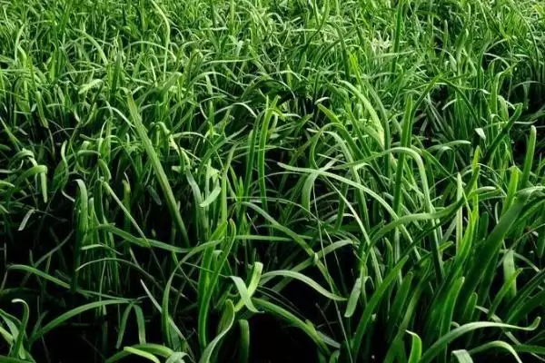 韭菜的种植时间 ,韭菜在哪些季节可以进行播种呢?插图2 韭菜的种植时间 ,韭菜在哪些季节可以进行播种呢?插图2