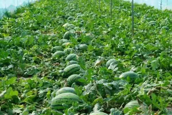 解决西瓜空心原因及防治方法的方法和重点?应对西瓜空心要做好哪些细节?插图2 解决西瓜空心原因及防治方法的方法和重点?应对西瓜空心要做好哪些细节?插图2