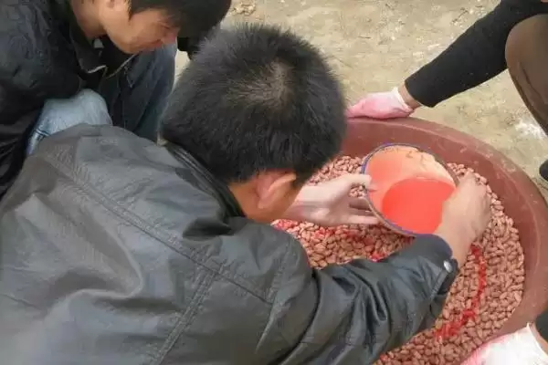 图片[3]-认识种衣剂作用的方法和重点？认识种衣剂作用要做好哪些细节？-会东网