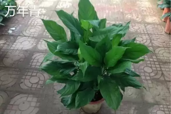 哪些耐阴的大型绿植适合放在客厅,苹果竹芋、琴叶榕、散尾葵等品种可供选择插图6 哪些耐阴的大型绿植适合放在客厅,苹果竹芋、琴叶榕、散尾葵等品种可供选择插图6