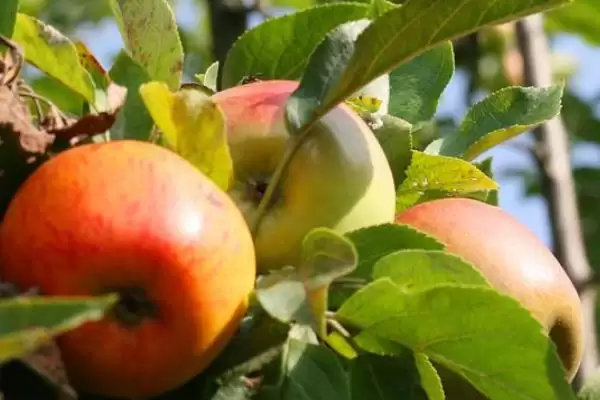 苹果树的存活时间,一般能达到50年左右插图7 苹果树的存活时间,一般能达到50年左右插图7