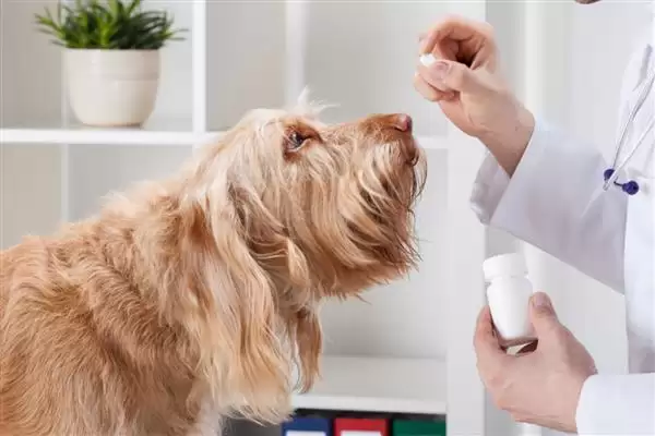图片[5]-犬肺动脉瓣狭窄症状解析：运动呼吸困难、肝脏肿大等表现-会东网