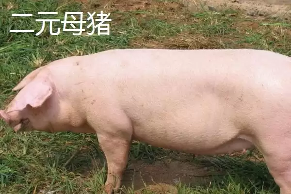 提高苏太母猪产仔量的方法和重点？养猪要做好哪些繁育细节？插图3