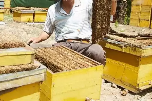 图片[4]-养蜂相关知识，需注意防治蚂蚁、胡蜂等天敌-会东网