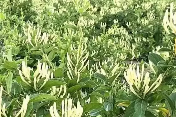 金银花的种植方法 ,金银花可以采用什么方法种植插图2 金银花的种植方法 ,金银花可以采用什么方法种植插图2