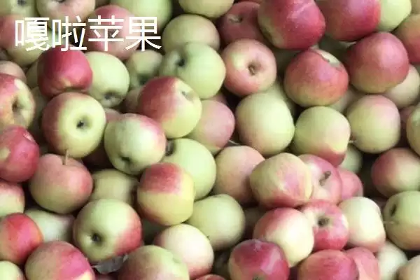 有哪些好吃的苹果新品种,包括福星、瑞雪、蜜脆等种类插图7 有哪些好吃的苹果新品种,包括福星、瑞雪、蜜脆等种类插图7