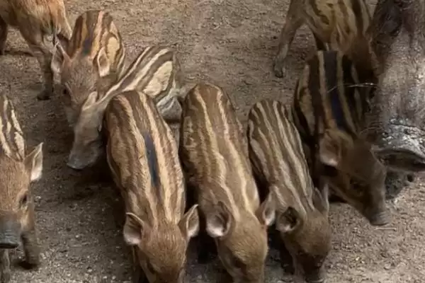 掌握特种野猪养殖特点的方法和重点?养猪要做好哪些特色养殖细节?插图3 掌握特种野猪养殖特点的方法和重点?养猪要做好哪些特色养殖细节?插图3