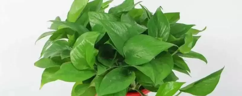 有哪些适合寝室养的植物,可以养绿萝、苹果竹芋等-会东网