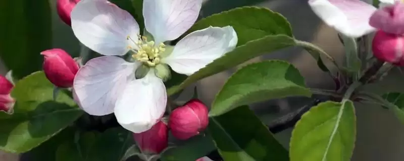 苹果的开花期是什么时候,通常在4-5月份-会东网