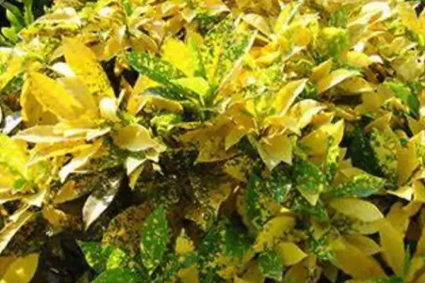 图片[5]-洒金木怎么养殖？养殖洒金木要遵循哪些科学的养殖方法和要点？-会东网