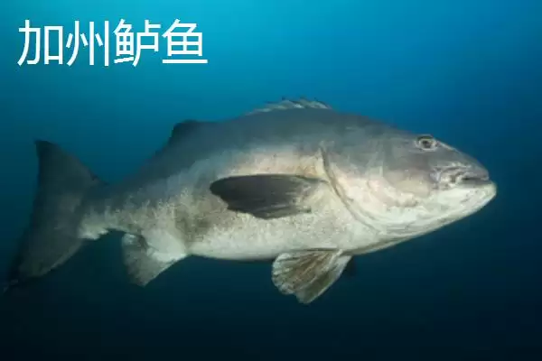 图片[6]-鲈鱼和加州鲈鱼有什么区别 ,鲈鱼与加州鲈鱼的区别在哪-会东网
