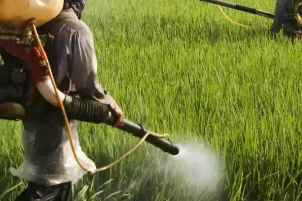 制作无公害土农药技巧的方法和重点？制作土农药要做好哪些细节达无公害？插图5