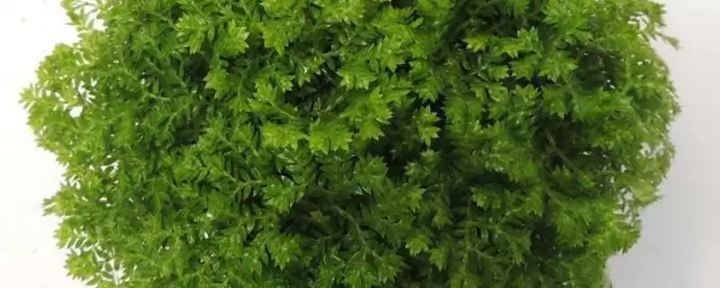 情人草臭味之谜：为吸引苍蝇背后的生存策略-会东网