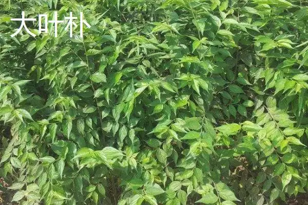 图片[3]-朴树常见品种大集合：可作绿化树种的优势品种介绍-会东网