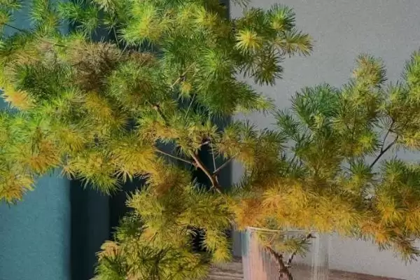 图片[9]-蓬莱松简介：多年生常绿草本植物的独特魅力-会东网