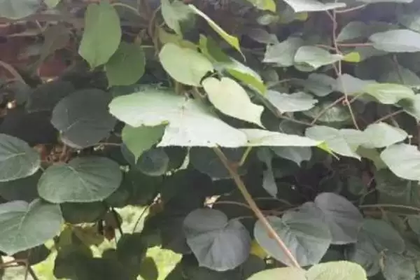 猕猴桃树的嫁接技术有哪几种呢 ,猕猴桃树嫁接可采用劈接等多种方法插图3 猕猴桃树的嫁接技术有哪几种呢 ,猕猴桃树嫁接可采用劈接等多种方法插图3