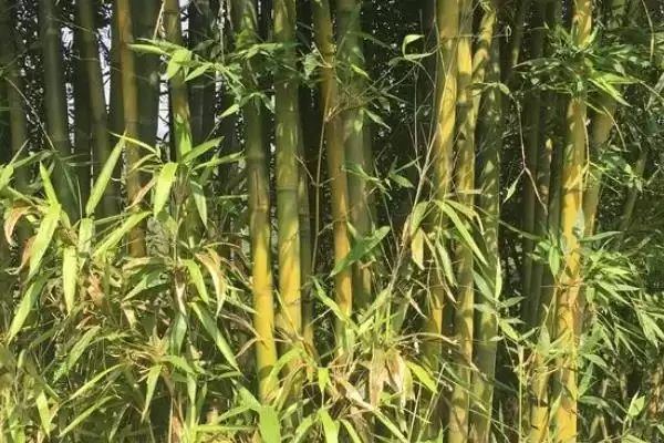 图片[4]-竹子种植成本的核算和要点？种植竹子成本计算需关注哪些？-会东网