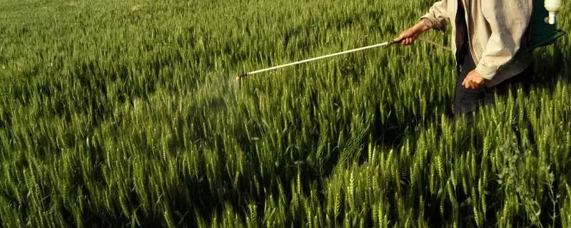 制作无公害土农药技巧的方法和重点?制作土农药要做好哪些细节达无公害?-会东网