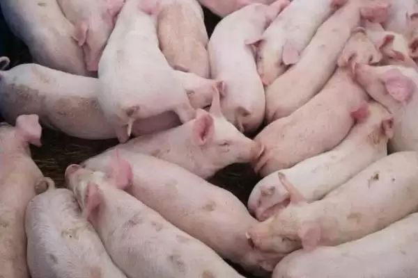 了解仔猪假死原因及急救的方法和重点?养猪要做好哪些应急处理细节?插图1 了解仔猪假死原因及急救的方法和重点?养猪要做好哪些应急处理细节?插图1