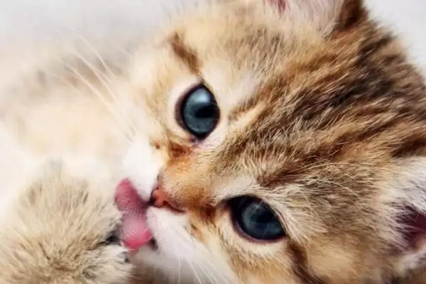 猫咪为什么会吐毛球呢 ,猫咪因毛难消化排出所以吐毛球插图1 猫咪为什么会吐毛球呢 ,猫咪因毛难消化排出所以吐毛球插图1