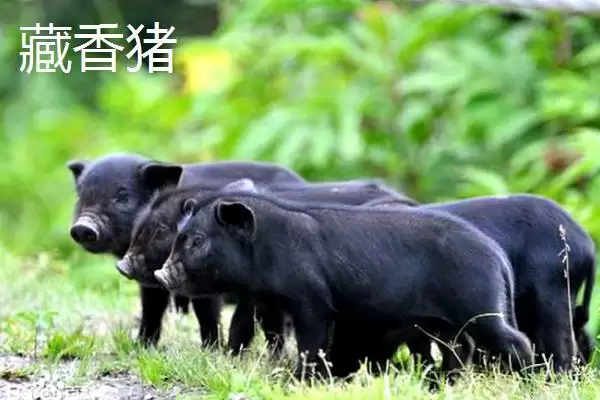 认识猪颜色种类的方法和重点?养猪要做好哪些品种外观认知细节?插图5 认识猪颜色种类的方法和重点?养猪要做好哪些品种外观认知细节?插图5