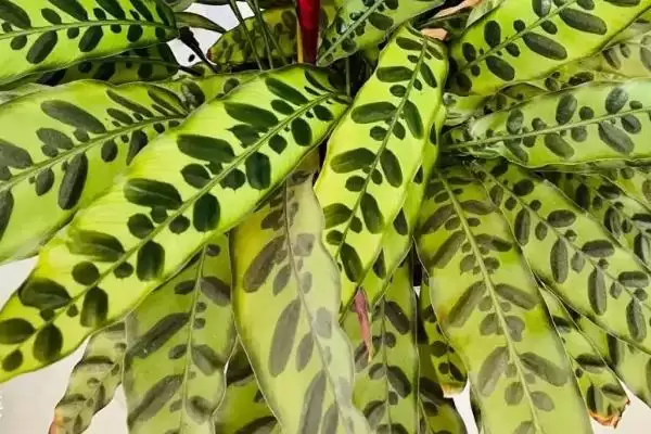 猫眼竹芋不长新芽该如何处理 ,猫眼竹芋不长新芽需做好温度调控插图3 猫眼竹芋不长新芽该如何处理 ,猫眼竹芋不长新芽需做好温度调控插图3