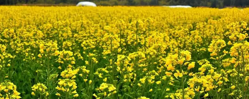 气候变暖是否会影响种植油菜，容易影响油菜的正常积温导致产量下降-会东网