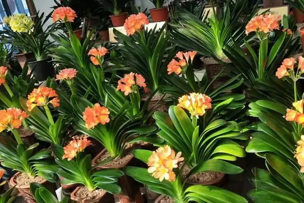 春节前后的兰花盛景：君子兰和蝴蝶兰的绽放时刻插图1