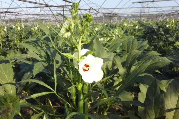 图片[2]-农村种植赚钱新宠：秋葵的种植与收益秘籍-会东网