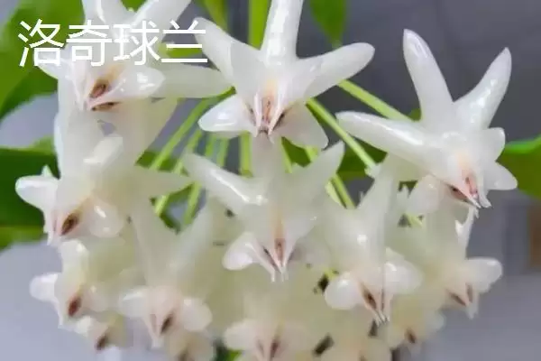 球兰品种颜值大赏：众多品种各有特点的观赏价值插图6