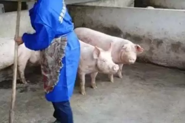 金华猪的养殖技术 ,养殖金华猪要注意哪些技术插图4