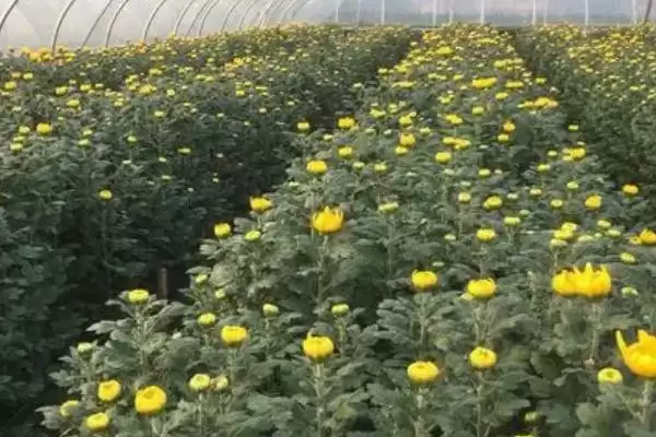 菊花的浇水原则 ,给菊花浇水为何要浇透且不积水呢？插图2