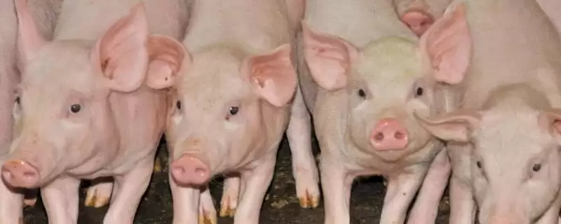 仔猪断奶转群的方法和重点？养猪要做好哪些养殖阶段过渡细节？-会东网