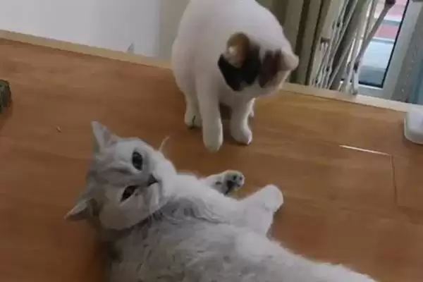 猫在几月份会开始发情呢 ,猫一般 6-12 月龄开始进入发情期插图1 猫在几月份会开始发情呢 ,猫一般 6-12 月龄开始进入发情期插图1