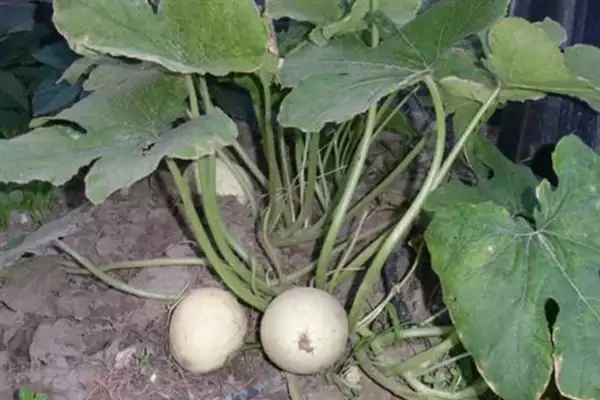 种植金丝绞瓜的方法和重点？种金丝绞瓜要做好哪些细节？插图8