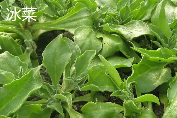 图片[7]-夏季可种植的蔬菜品种 ,夏季种苦瓜有什么有利条件呢？-会东网