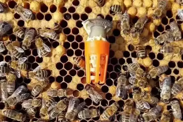图片[4]-隔王板的种类，根据用法可分为平面隔王板、框式隔王板-会东网
