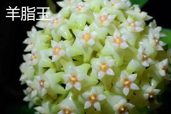 球兰品种颜值大赏：众多品种各有特点的观赏价值插图1