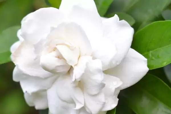图片[3]-为什么说栀子花不吉利？探讨栀子花不吉利说法要分析哪些文化、传说和心理因素？-会东网