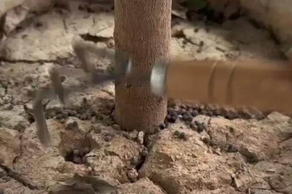 金钱木光杆的处理方法 ,金钱木光杆了该怎么进行处理插图2 金钱木光杆的处理方法 ,金钱木光杆了该怎么进行处理插图2