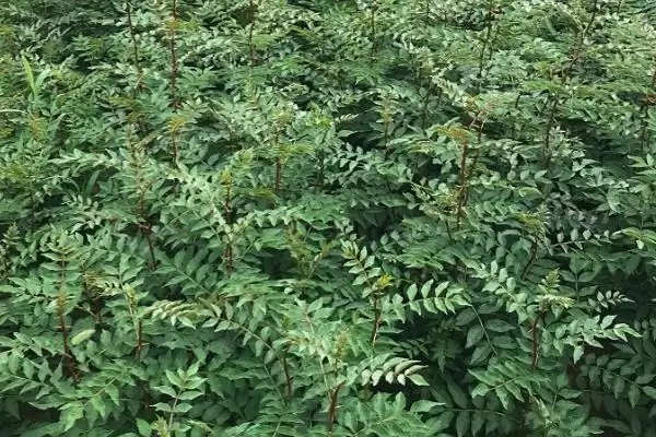图片[6]-花椒苗在哪买？就近苗木基地的优势你知道吗？-会东网