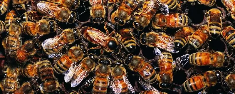 蜂王是如何产生的,分为自然分蜂王、自然交替王、急造王、人工王四种-会东网