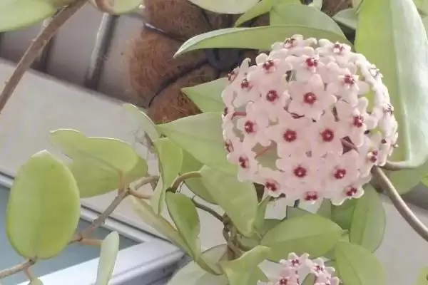 球兰养殖技巧与注意事项：“见干见湿”浇水原则要点插图1