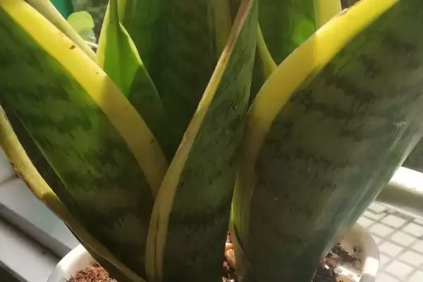 金边虎尾兰的养殖方法 ,如何养殖金边虎尾兰这种植物插图2 金边虎尾兰的养殖方法 ,如何养殖金边虎尾兰这种植物插图2